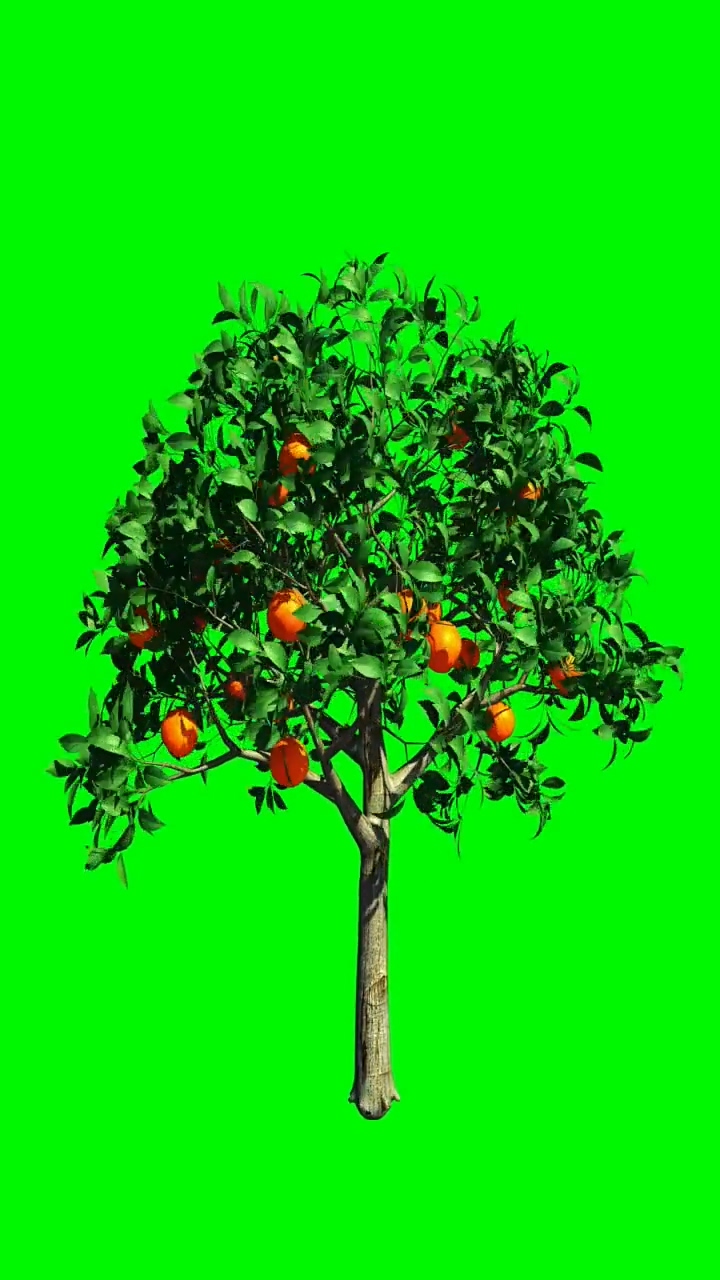 橘子树长大 树生长 绿幕素材 快手抖音热门素材
